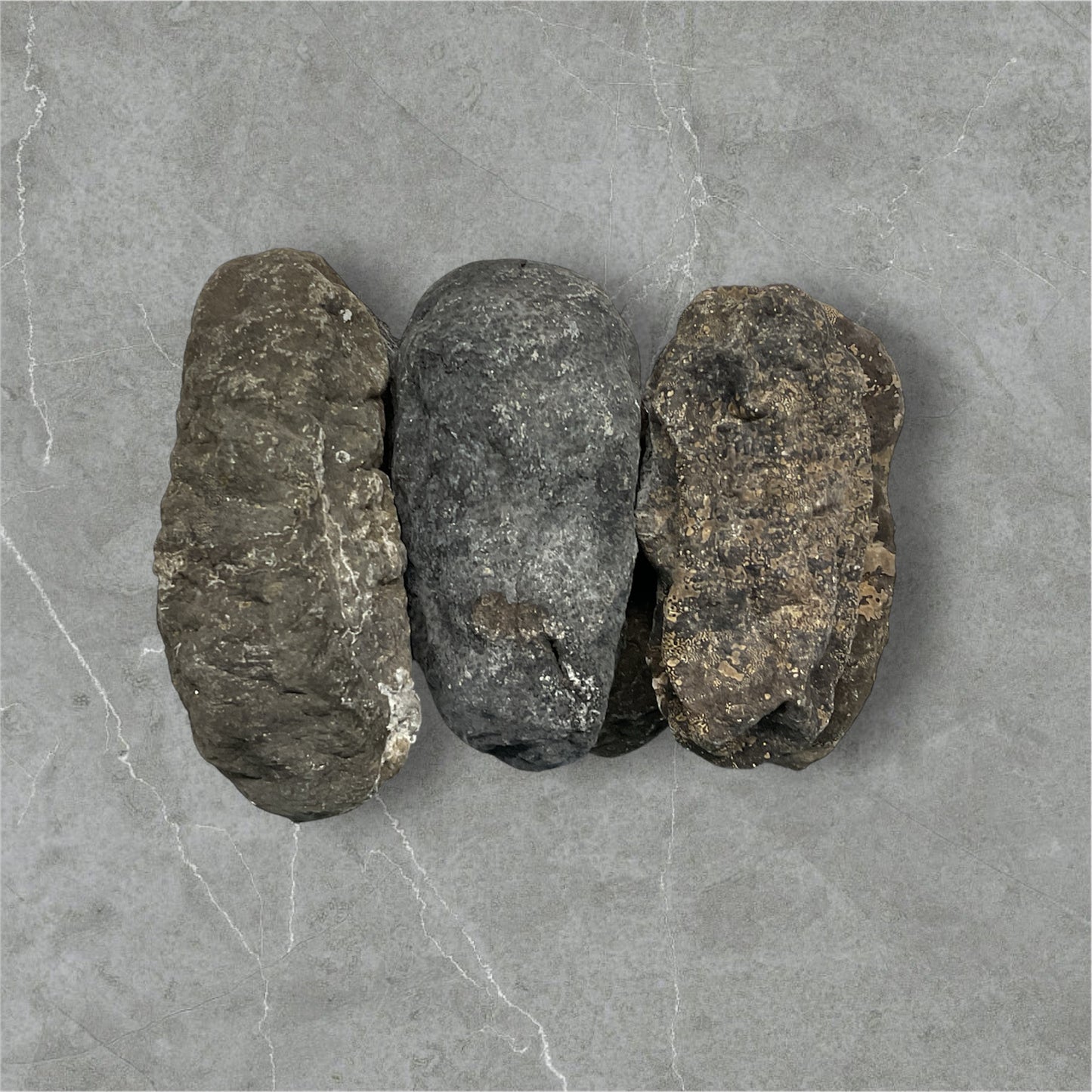 Dried Sea Cucumber Stone Fish 石參