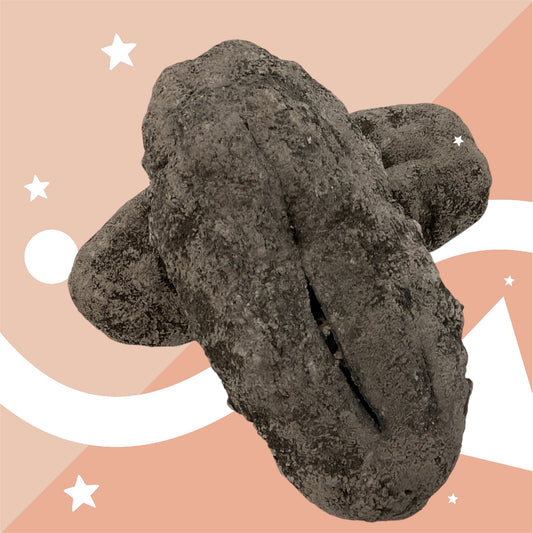 Dried Sea Cucumber Black Teat Fish 黑婆參